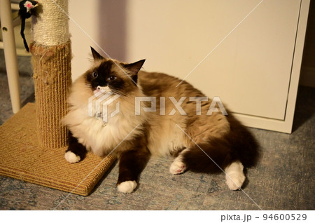 食後の一休みラグドール猫 食後の一休みラグドール猫 94600529
