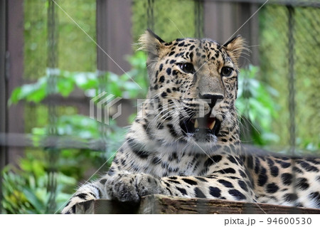 ステキなヒョウ柄ペルシャヒョウ ステキなヒョウ柄ペルシャヒョウ 94600530
