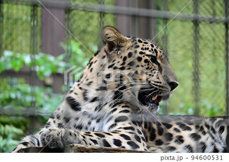 ペルシャヒョウ吠る ペルシャヒョウ吠る 94600531