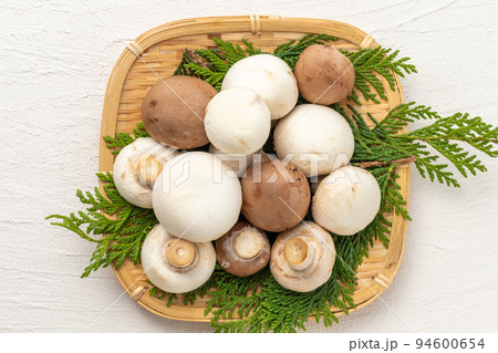 2色のマッシュルーム 94600654