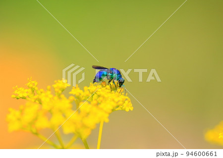 秋の七草のオミナエシにオオセイボウ 秋の七草のオミナエシにオオセイボウ 94600661