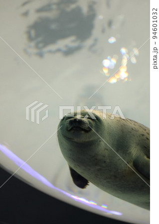 〔大阪市港区・海遊館〕天井の水槽からこちらを覗くワモンアザラシ 94601032