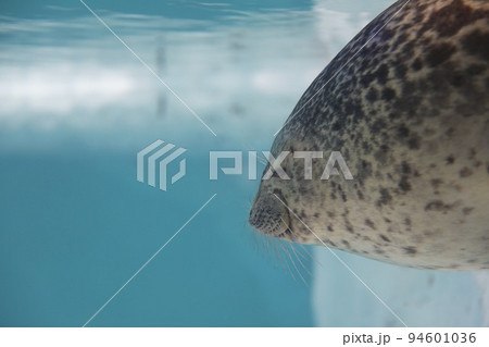 〔大阪市港区・海遊館〕ワモンアザラシ　横顔 94601036