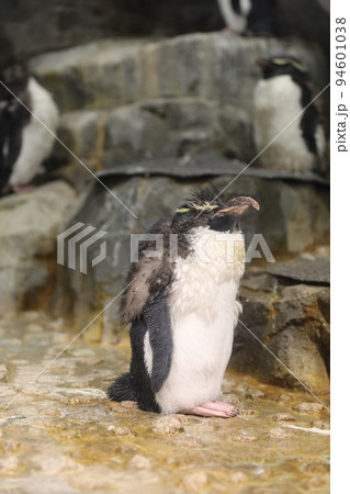 〔大阪市港区・海遊館〕換羽の時期のミナミイワトビペンギン 新しい羽 〔大阪市港区・海遊館〕換羽の時期のミナミイワトビペンギン 新しい羽 94601038