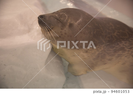 〔大阪市港区・海遊館〕氷のオブジェクトにもたれかかるワモンアザラシ　リラックス 94601053