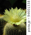 サボテンの黄色い花　熱帯植物(3月)サボテン金晃丸07V4.3 94601338