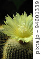 サボテンの黄色い花　熱帯植物(3月)サボテン金晃丸07V16.9 94601339