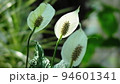 白い花　熱帯植物(3月)スパティフィラム03H16.9 94601341