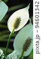 白い花　熱帯植物(3月)スパティフィラム03V16.9 94601342