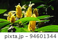 黄色い熱帯の花　熱帯植物(3月)パキスタキス03H16.9 94601344