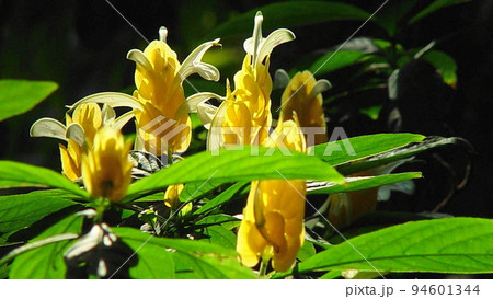 黄色い熱帯の花 熱帯植物(3月)パキスタキス03H16.9 黄色い熱帯の花 熱帯植物(3月)パキスタキス03H16.9 94601344