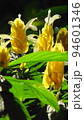 黄色い熱帯の花　熱帯植物(3月)パキスタキス03V16.9 94601346