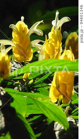 黄色い熱帯の花 熱帯植物(3月)パキスタキス03V9.16 黄色い熱帯の花 熱帯植物(3月)パキスタキス03V9.16 94601346