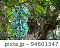 青い花　熱帯植物(3月)ヒスイカズラ07 94601347
