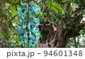 青い花　熱帯植物(3月)ヒスイカズラ07H16.9 94601348