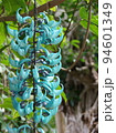 青い花　熱帯植物(3月)ヒスイカズラ07V4.3 94601349