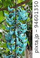 青い花　熱帯植物(3月)ヒスイカズラ07V16.9 94601350