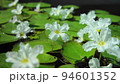 白い水草の花　熱帯植物(3月)ヒメシロアサザ03H16.9 94601352
