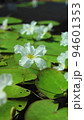 白い水草の花　熱帯植物(3月)ヒメシロアサザ03V16.9 94601353