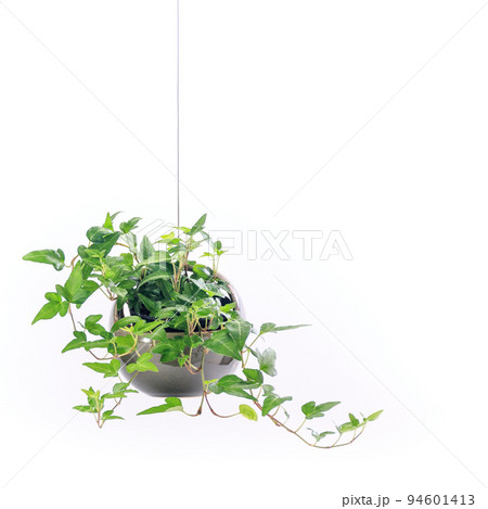 観葉植物、アイビーの吊り鉢植え【白背景】 観葉植物、アイビーの吊り鉢植え【白背景】 94601413