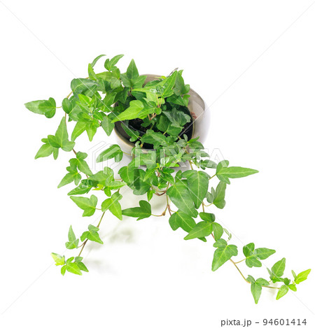 観葉植物、アイビーの葉【白背景】 94601414