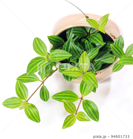 観葉植物、ペペロミア・フォレットの葉【白背景】 94601733