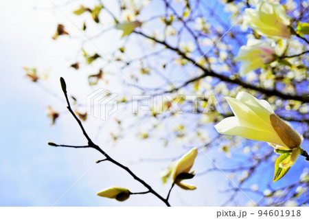 空に向かって伸びる白くて大きいこぶしの花 空に向かって伸びる白くて大きいこぶしの花 94601918