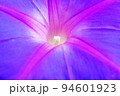 青色にピンクのラインが入ったアサガオの花の接写 94601923
