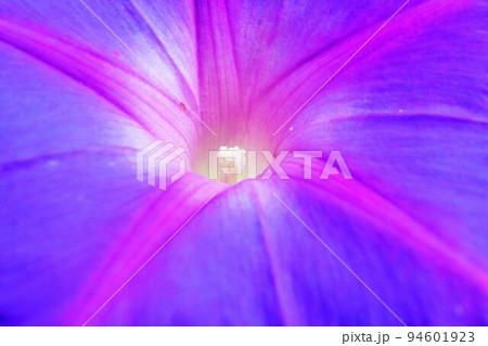 青色にピンクのラインが入ったアサガオの花の接写 94601923