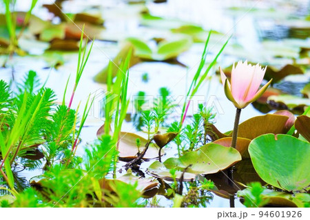 池からピンクの蕾を出す睡蓮の花 94601926