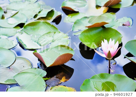 青空が映りこんだ池に浮かぶ睡蓮のピンクの花と丸い葉 青空が映りこんだ池に浮かぶ睡蓮のピンクの花と丸い葉 94601927