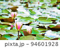 池を一面覆うスイレンの花と葉 94601928