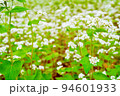 夏の屋外で撮影したたくさんの白い蕎麦の花のアップ 94601933