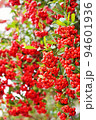 たくさんの赤い実のついたピラカンサの枝、縦 94601936