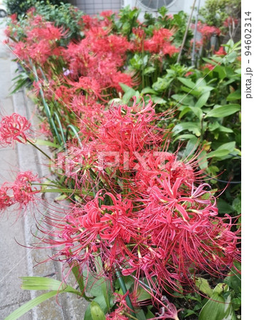 道端の曼珠沙華 94602314