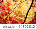 鮮やかな紅葉 94602612