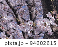 麻生川のさくら 94602615