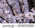麻生川のさくら 94602686