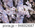 麻生川のさくら 94602687