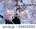 麻生川のさくら 94602688