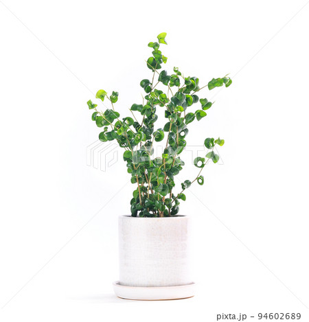 観葉植物、カールした葉がユニークなフィカス・バロックの鉢植え【白背景】 観葉植物、カールした葉がユニークなフィカス・バロックの鉢植え【白背景】 94602689