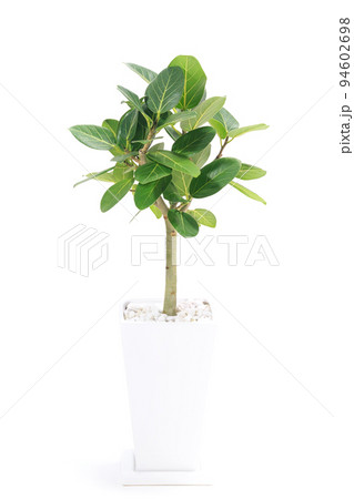 観葉植物、望みを叶える木と言われるフィカス・ベンガレンシスの鉢植え【白背景】 94602698