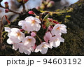 麻生川のさくら 94603192