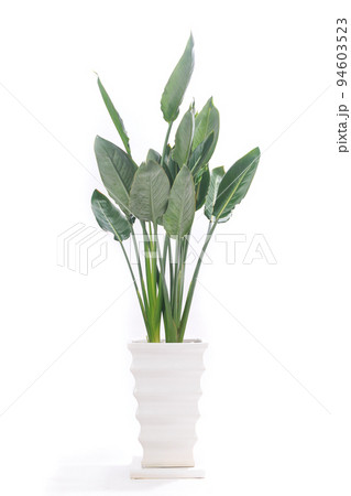 観葉植物、ストレリチア・レギネ(極楽鳥花)の鉢植え【白背景】 観葉植物、ストレリチア・レギネ(極楽鳥花)の鉢植え【白背景】 94603523