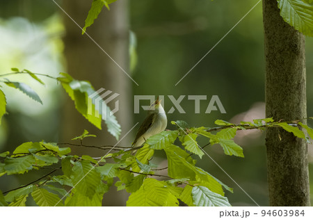 Wood Warbler(Rhadina sibilatrix) singing on hornbeam Wood Warbler(Rhadina sibilatrix) singing on hornbeam 94603984