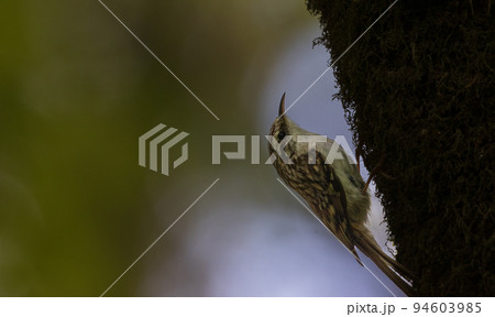 Tree cripeer (Certhia familiaris) on mossy tree closeup Tree cripeer (Certhia familiaris) on mossy tree closeup 94603985