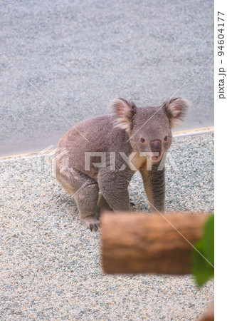 淡路ファームパークイングランドの丘のコアラ 淡路ファームパークイングランドの丘のコアラ 94604177