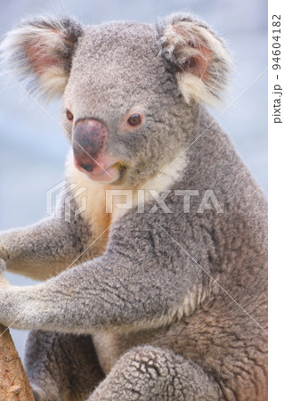 淡路ファームパークイングランドの丘のコアラ 94604182
