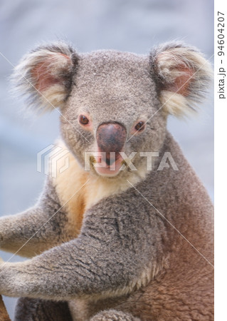 淡路ファームパークイングランドの丘のコアラ 94604207