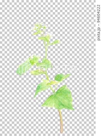 Buckwheat flower illustration drawn by watercolor White back Transparent background 94604222